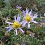 Aster altaicus Blüte