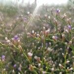 Limonium carolinianum Цветок