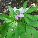 Cardamine heptaphyllaFlower