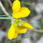 Genista radiata 花