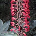 Norantea guianensis Floare