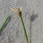 Eleocharis acicularis Flor