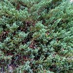 Juniperus rigida Feuille