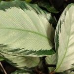 Calathea picturata Lehti