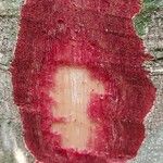 Parinari excelsa Casca