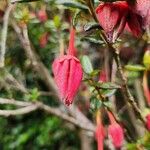 Crinodendron hookerianum Кветка