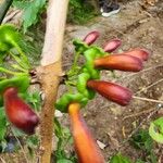 Halleria lucida Flor