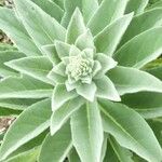 Verbascum sinaiticum Blatt