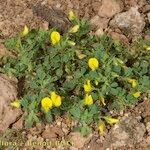 Ononis hebecarpa موطن