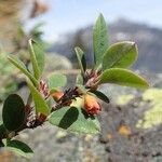 Cotoneaster integerrimus Habitat