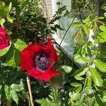 Papaver setiferum Květ