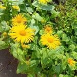 Doronicum orientale Fula