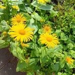 Doronicum caucasicum പുഷ്പം