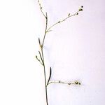 Bupleurum tenuissimum অন্যান্য