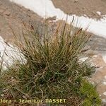 Carex myosuroides Buveinė