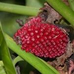 Philodendron fragrantissimum Fruit