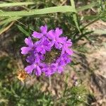 Glandularia gooddingii Flower