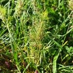 Poa bulbosa Leaf