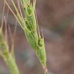 Aegilops triuncialis Fruit