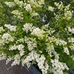 Ligustrum sinense Flower