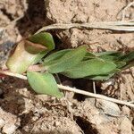 Lythrum hyssopifolia Folio