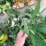 Gymnanthemum amygdalinum Virág