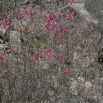 Ipomoea heptaphylla Συνήθη χαρακτηριστικά