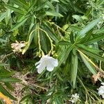 Convolvulus floridusപുഷ്പം