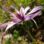 Tragopogon hybridus Otro