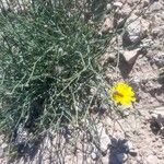 Launaea fragilis Flower