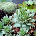 Sempervivum calcareum Blad