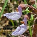Plectranthus xylopodus Λουλούδι