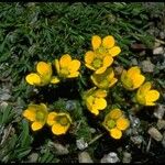 Saxifraga chrysantha Natur