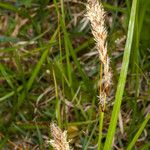 Carex caryophyllea Květ