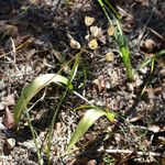 Scilla monophyllos Fruit