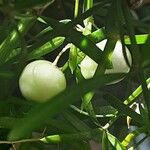 Asparagus aethiopicus Fruit