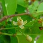 Xylocarpus granatum Květ