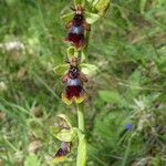 Ophrys insectifera Hábito