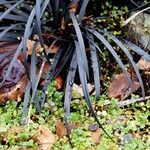 Ophiopogon planiscapus Ліст