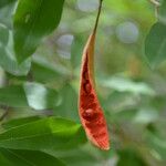 Morisonia indica Fruit