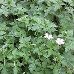 Geranium endressii Характер