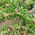 Abies koreana Lapas