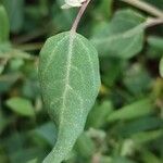 Atriplex prostrataLeht