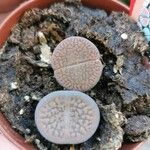 Lithops aucampiae Hostoa
