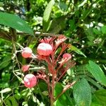 Clerodendrum paniculatum Bloem