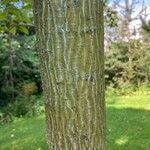 Acer sikkimense 树皮