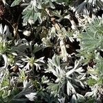 Artemisia umbelliformis Blad