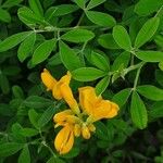 Genista canariensis Flower