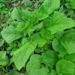 Urtica massaica Leaf