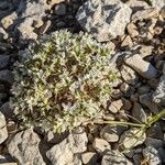 Arenaria aggregata Hábito